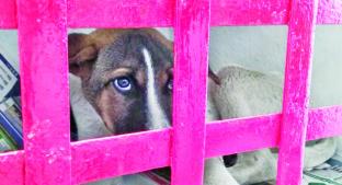 Dejan a perros a su suerte en Centro de Control Animal de Toluca. Noticias en tiempo real