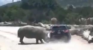 VIDEO: Rinoceronte ataca a una familia en zoológico de Puebla. Noticias en tiempo real