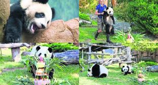 Panda francés celebra su cumpleaños . Noticias en tiempo real