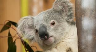 Koala sorprende a pasajeros en avión escocés. Noticias en tiempo real