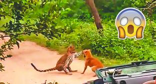 Perrito le hace frente a leopardo y nadie imagina lo que pasó después. Noticias en tiempo real