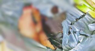 Dejan cinco cadáveres mutilados entre el pasto, en Chilpancingo . Noticias en tiempo real