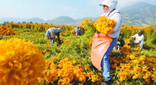 Revive la producción de cempasúchil en Tenango del Valle. Noticias en tiempo real