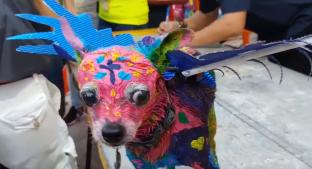 Arremeten contra dueña de perro "alebrije", en Mérida. Noticias en tiempo real