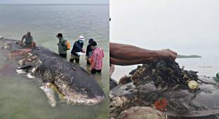 ¡Horrible! Encuentran 115 vasos de plástico y hasta sandalias en ballena muerta, en Indonesia. Noticias en tiempo real