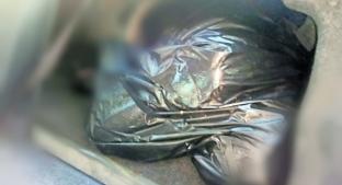 Hallan dos cadáveres putrefactos dentro de auto abandonado, en Celaya . Noticias en tiempo real