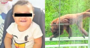 Mono entra a casa de nenita y le muerde la cabeza, en Brasil. Noticias en tiempo real