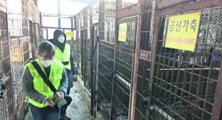 Convertirán matadero de perros en parque público, en Corea del Sur. Noticias en tiempo real