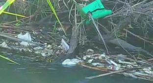 Hallan flotando cuerpo de mujer ahogada,  en Tlaltizapán . Noticias en tiempo real