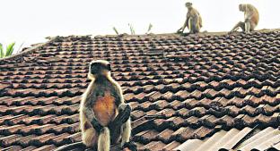 Monos atacan a chavo en el techo de su casa y muere, en India. Noticias en tiempo real