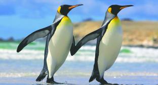 Pareja de pingüinas 'gay' buscan formar familia . Noticias en tiempo real