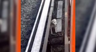 Rescatan a perrito atrapado en vías del Metro Línea B, CDMX. Noticias en tiempo real