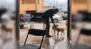 Graban a hombre apuñalando a un perro en Piedras Negras, Coahuila. Noticias en tiempo real