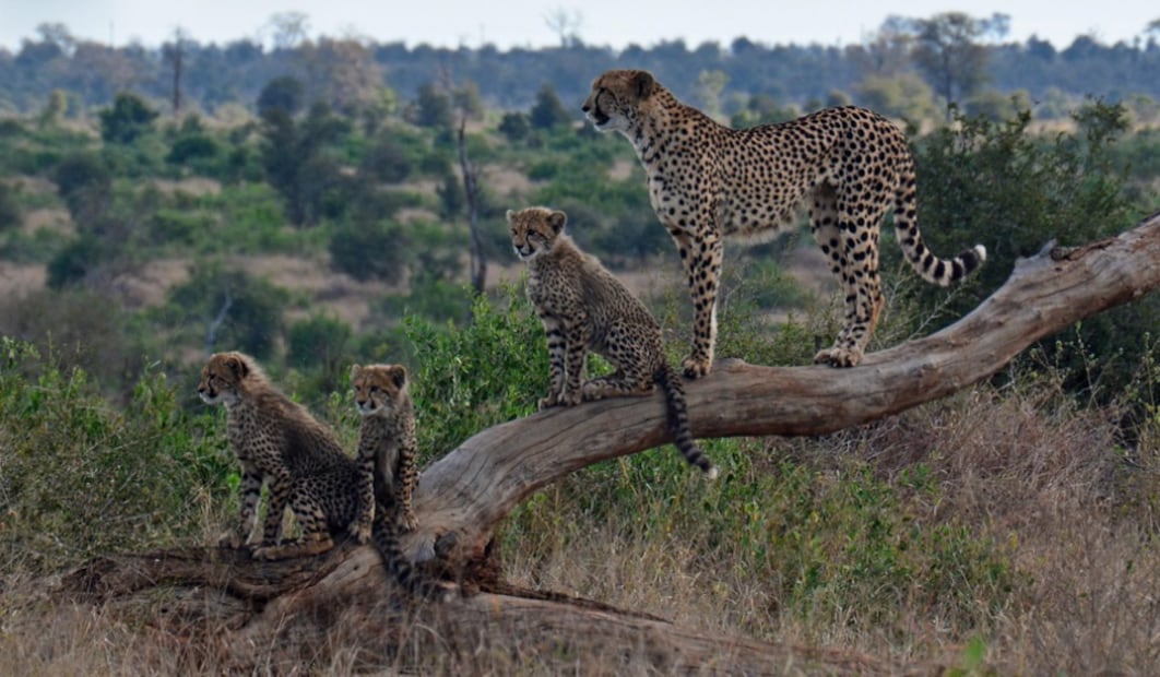 Mamá guepardo con sus bebés (Foto: Pixabay)