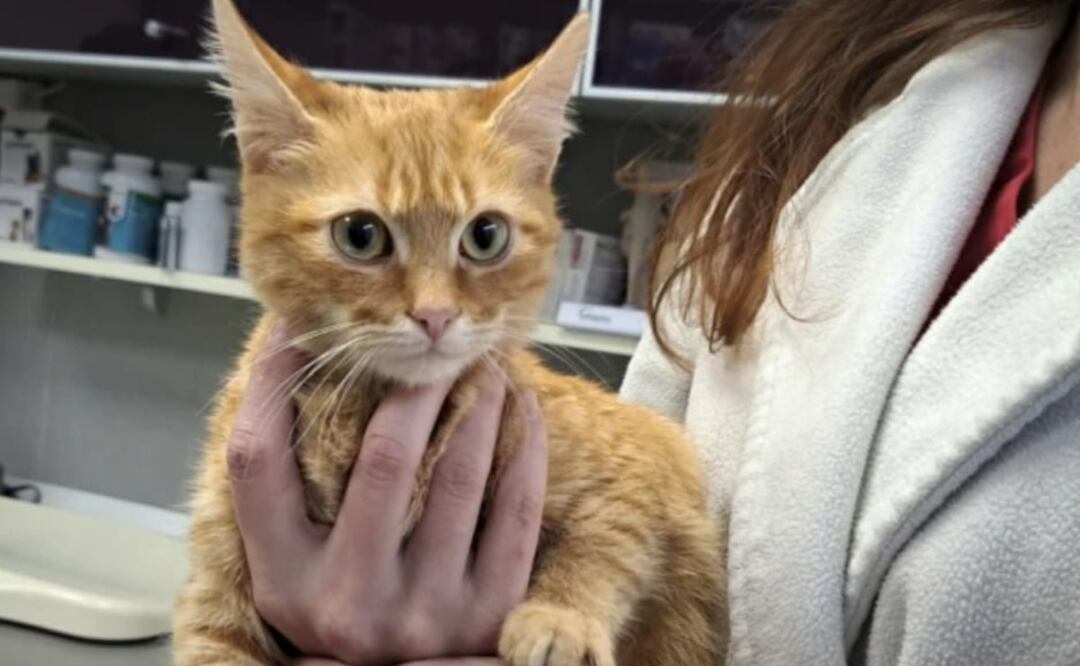 Ucraniano sobrevive a la montaña y las bajas temperaturas... ¡gracias a su michi!