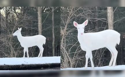 VIDEO: Mujer captura en video a un raro ciervo albino en Carolina del Norte y asombra a internet