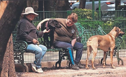 Orina de perro en la CDMX: ¿representa un riesgo para la salud humana?