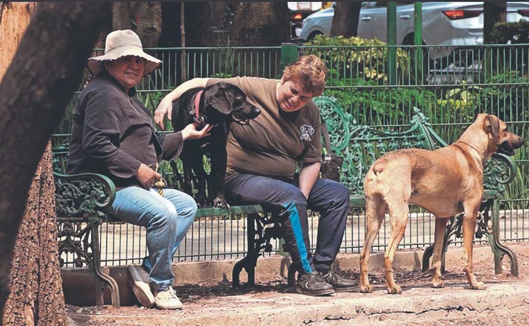 Orina de perro peligrosa en temporada de calor. Foto: (Alberto González. El Gráfico)