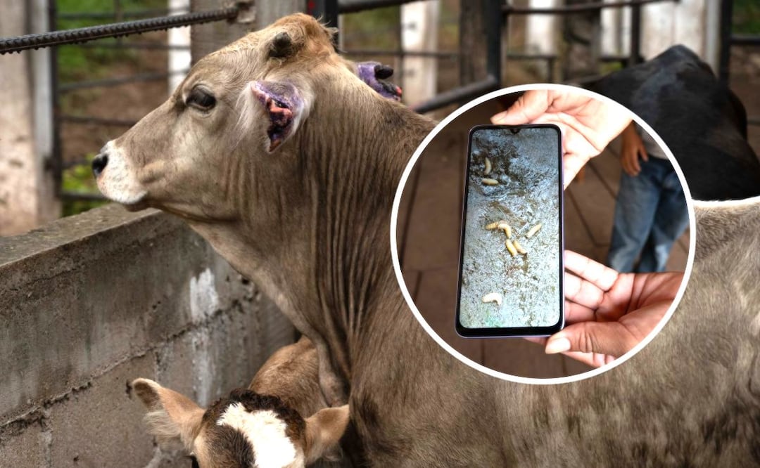 Foto: Cuartoscuro (En el Edomex batallan para frenar gusano barrenador: Esto se sabe )