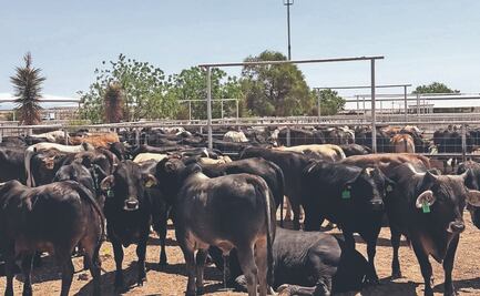 Gusano Barrenador ¿Cómo es el proceso de infestación? y ¿Cuáles son los síntomas?