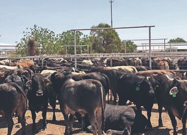 Gusano Barrenador ¿Cómo es el proceso de infestación? y ¿Cuáles son los síntomas?
