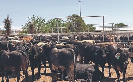 Gusano Barrenador ¿Cómo es el proceso de infestación? y ¿Cuáles son los síntomas?