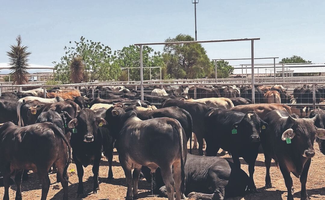 Gusano Barrenador ¿Cómo es el proceso de infestación? y ¿Cuáles son los síntomas?
Imagen: Especial