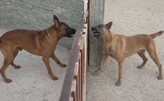 Se viraliza VIDEO que comprueba teoría de "Perro que ladra no muerde"