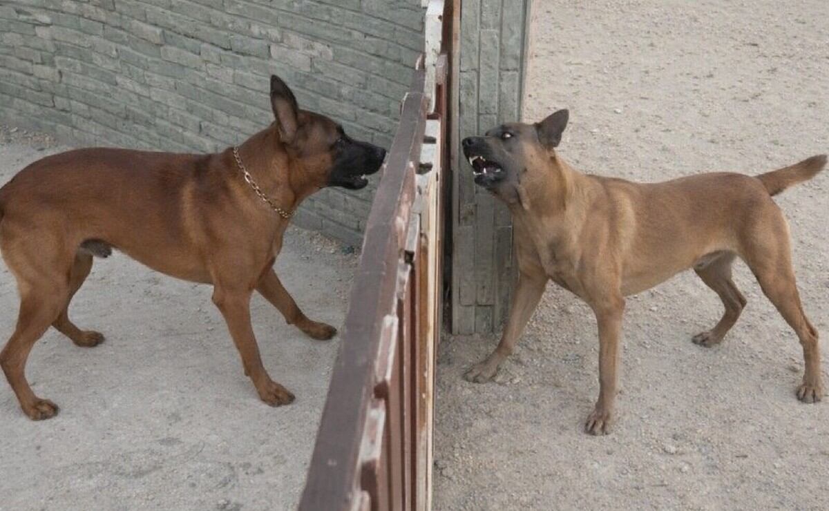 Se viraliza VIDEO que comprueba teoría de "Perro que ladra no muerde"