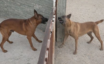 Se viraliza VIDEO que comprueba teoría de "Perro que ladra no muerde"