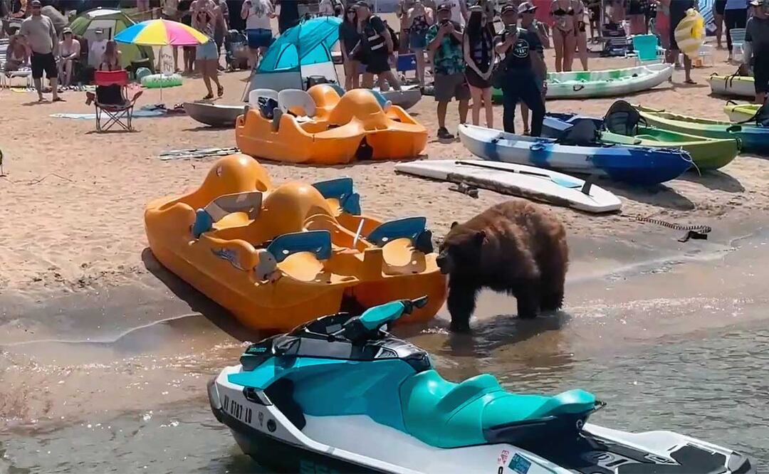 Oso mete susto a bañistas que tomaban el sol en la playa