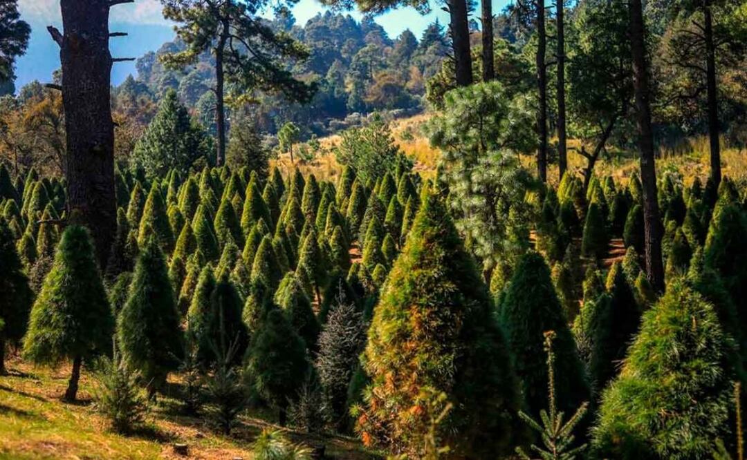 Beneficios de comprar un árbol de Navidad en plantaciones de la CDMX 