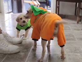 Cereza, la perrita víctima de la explosión en Iztapalapa, será dada de alta con su cachorrito