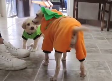 Cereza, la perrita víctima de la explosión en Iztapalapa, será dada de alta con su cachorrito