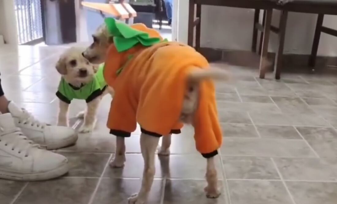 Foto: Redes Sociales (Cereza, la perrita víctima de la explosión en Iztapalapa, será dada de alta con su cachorrito)