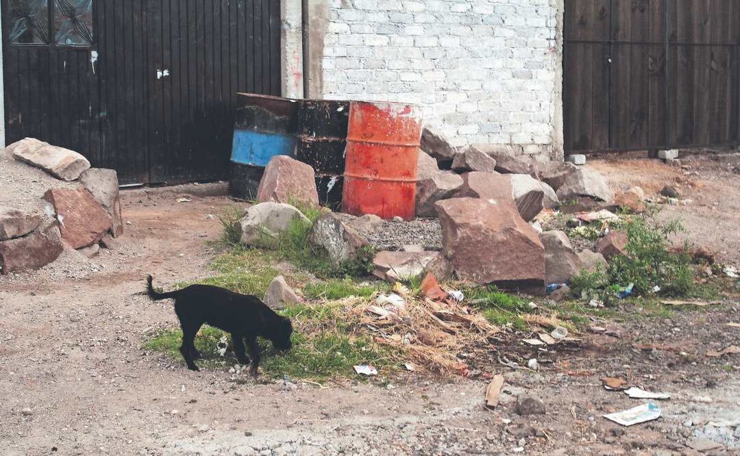 Por cada 3 habitantes existe un lomito abandonado en Edomex, estos son los tristes números