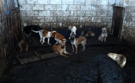 Rescatan a 108 perros en Mexicaltzingo: investigan maltrato y posible venta de carne
