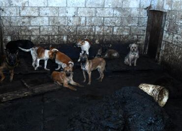 Rescatan a 108 perros en Mexicaltzingo: investigan maltrato y posible venta de carne