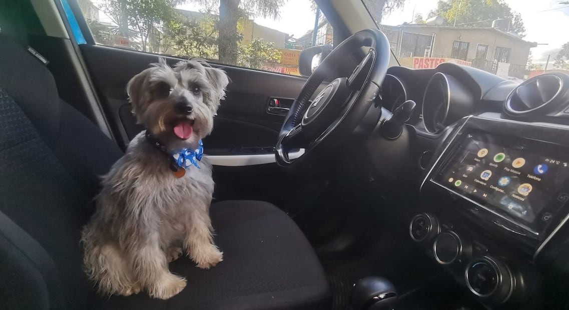 Multas por llevar a tu perro en el auto: ¿Cuánto hay que pagar y cómo se pueden evitar?. Foto: (Edlin Cabrera. El Gráfico)