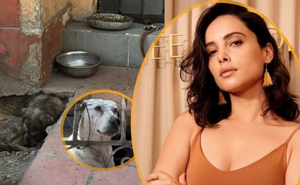 Actriz Vanesa Restrepo, de “Como dice el dicho”, denuncia maltrato a mascotas en inmueble de la CDMX