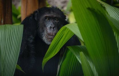 Último chimpancé en cautiverio en Colombia recupera su libertad tras años encerrado