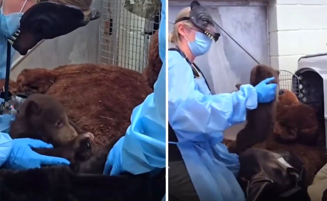 Imagen: Captura de pantalla (VIDEO: Humanos se convierten en osos para salvar cachorros en California  )