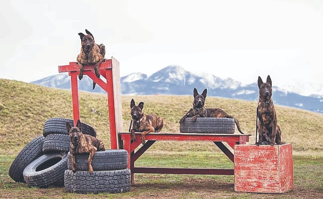 Foto: Daily Mail  (Guardaespaldas de élite: El negocio de los perros de 3 millones de pesos para multimillonarios)