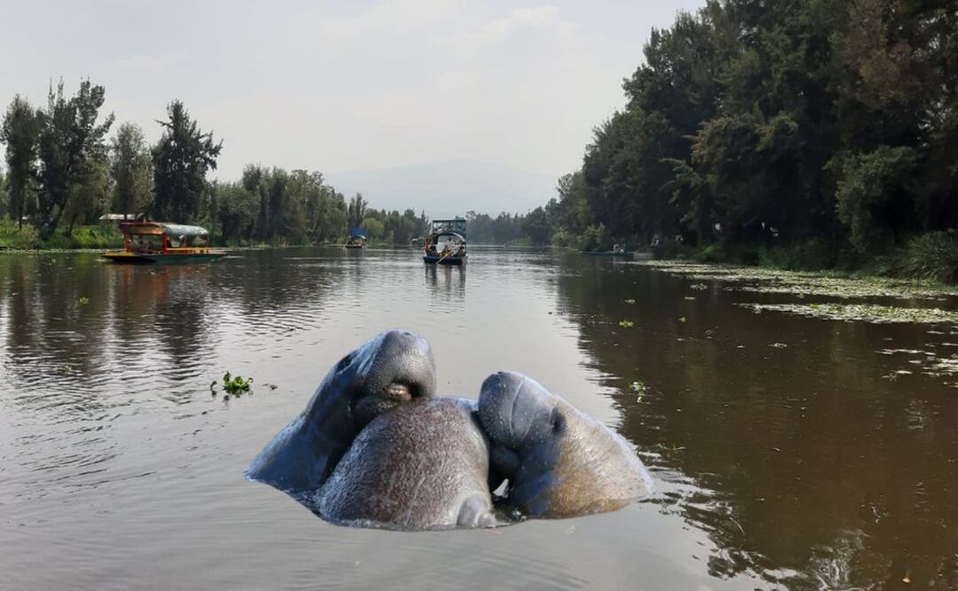¿Qué pasó con los manatíes de Xochimilco? Esta es su triste historia