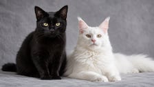 Halloween 2026: ¿Por qué recomiendan no dar en adopción gatos negros y blancos en esta temporada?