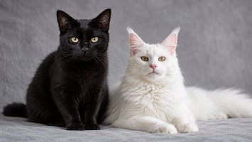 Halloween 2026: ¿Por qué recomiendan no dar en adopción gatos negros y blancos en esta temporada?