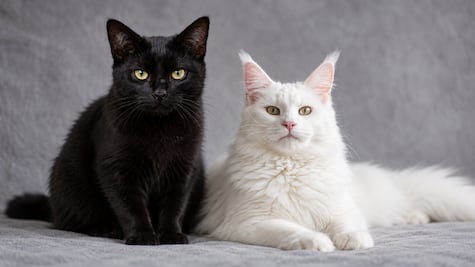 Halloween 2026: ¿Por qué recomiendan no dar en adopción gatos negros y blancos en esta temporada?