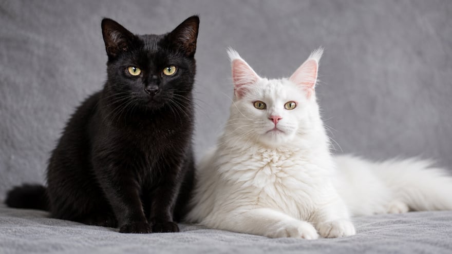 Halloween 2026: ¿Por qué recomiendan no dar en adopción gatos negros y blancos en esta temporada?