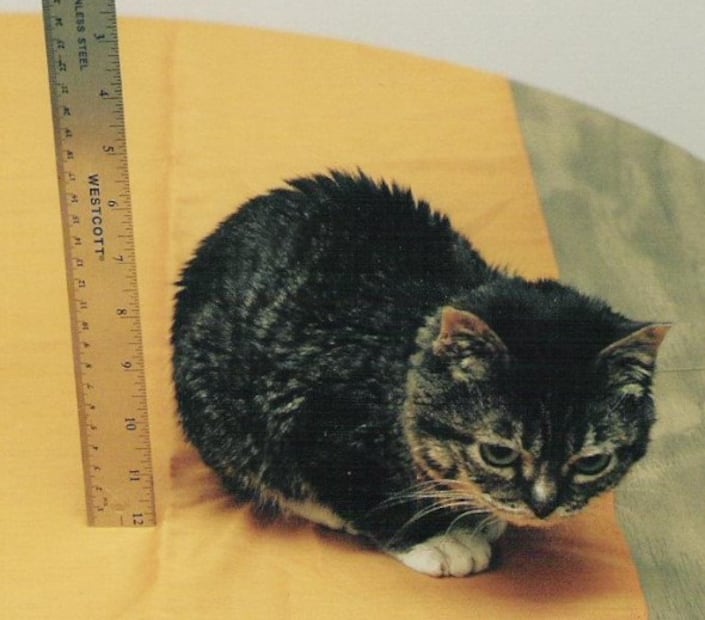 Día Internacional del Gato: conoce a los mininos que se volvieron leyenda mundial. Foto: (Especial)