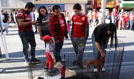 América vs Toluca ¿Dónde estarán dando en adopción perritos previo al partido?